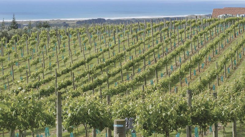 New Zealand Wine Regions Entrepreneur Decision Maker Connector Podcaster Educator