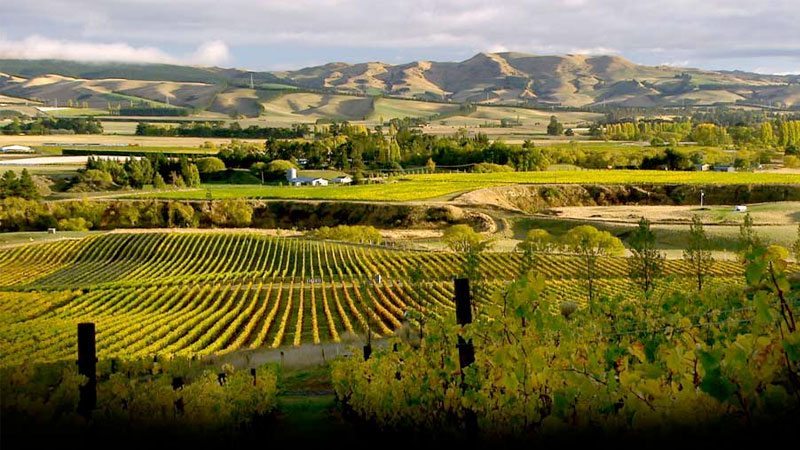 New Zealand Wine Regions Entrepreneur Decision Maker Connector Podcaster Educator