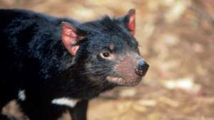 Tasmania Devil